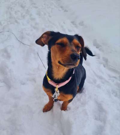 Foto Challenge Nr.: 114
Hunde im Schnee-Beitrag-Bild