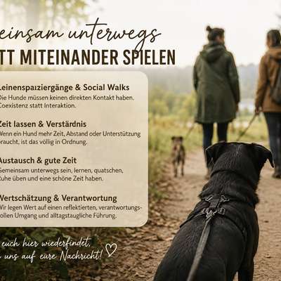 Hundetreffen-Social Walks-Bild