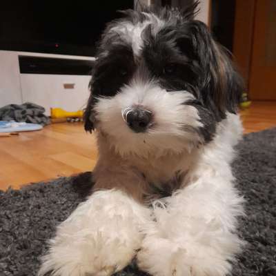 Hundetreffen-Suchen nette Leute zum spazieren gehen-Bild