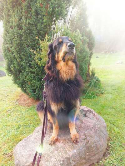 31. Collagen Challenge - Bänke/ Steine /Baumstümpfe-Beitrag-Bild