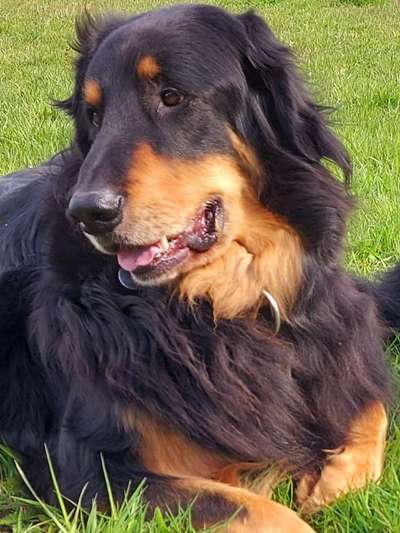 Unsere Fellnasen im Regenbogenland-Beitrag-Bild