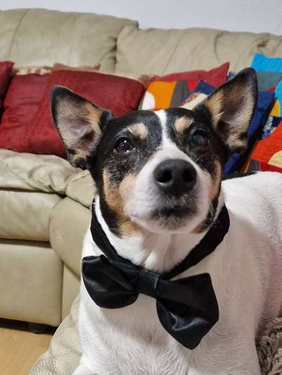 Ratonero Bodeguero Andaluz-Beitrag-Bild