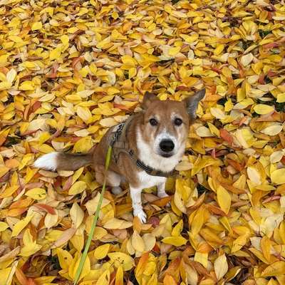 Hundetreffen-Suche Freunde für Alice-Bild