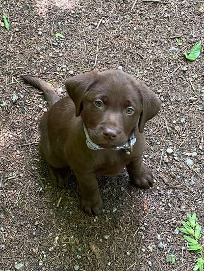 Welpen Bilder !-Beitrag-Bild