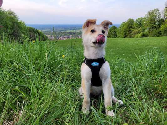 Tongue Out Tuesday-Beitrag-Bild