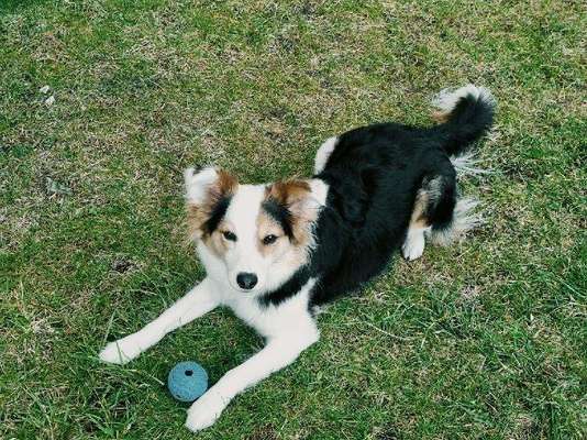 Hundesport mit Tierschutzhund-Beitrag-Bild