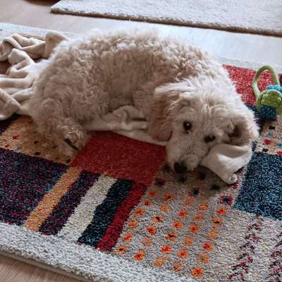 Hundetreffen-Welpentreff an der Seepromenade Offenau