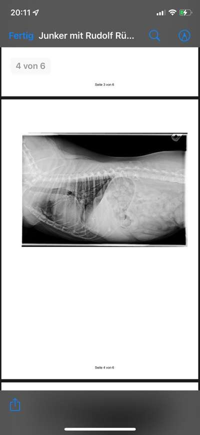 3 Tierärzte keine Diagnose-Beitrag-Bild