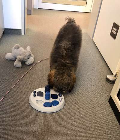 Alles rund um den Pudel-Beitrag-Bild