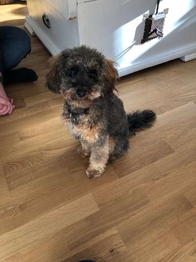 Alles rund um den Pudel-Beitrag-Bild