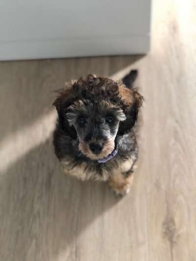 Dogorama Photo Challenge - Hundeblick zum hinschmelzen-Beitrag-Bild