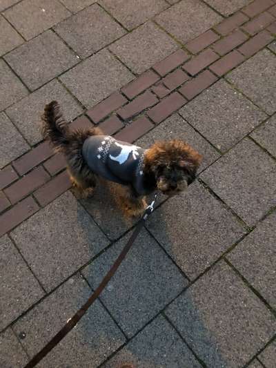 Alles rund um den Pudel-Beitrag-Bild