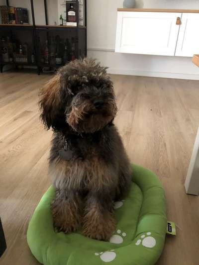 Alles rund um den Pudel-Beitrag-Bild