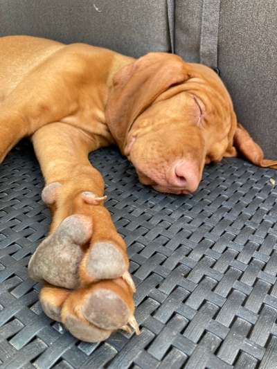 Welpen Bilder !-Beitrag-Bild