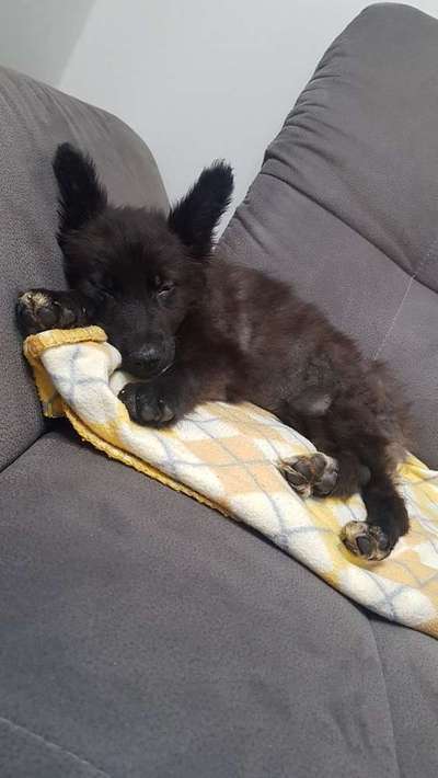 Welpen Bilder !-Beitrag-Bild