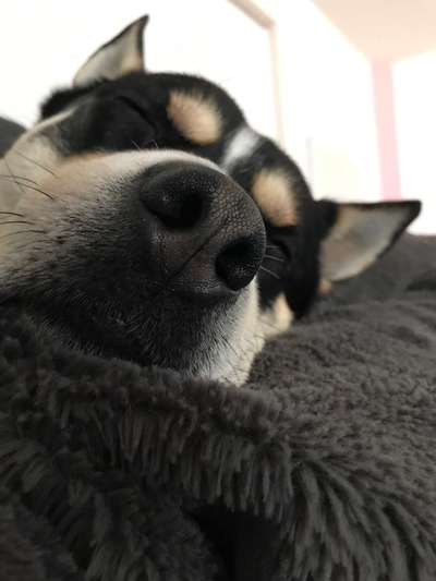 Zeigt mir die tollste Nahaufnahme von eurer Fellnase-Beitrag-Bild