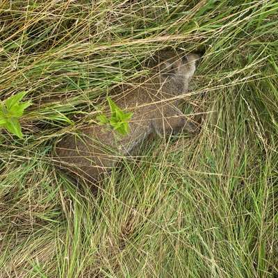 Giftköder-Totes Wildschweinjunges-Bild