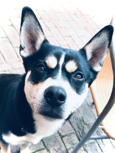 Mischlingshunde Foto Aufruf-Beitrag-Bild