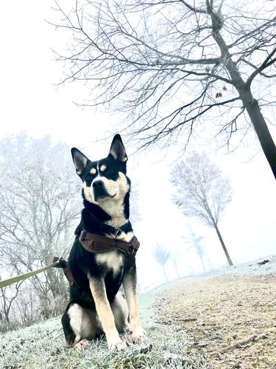 Husky-Beitrag-Bild