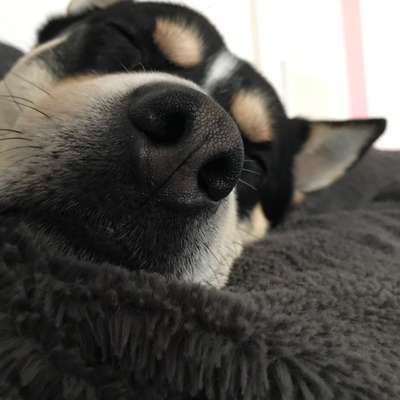 Hundetreffen-Gemeinsamer Spaziergang