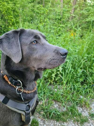 Hundetreffen-Gassirunde im Wald-Bild