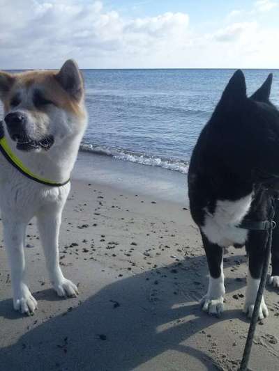 Seltene Rassen!-Beitrag-Bild