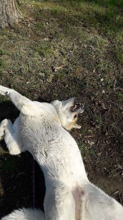 Fotosammlung: ,,Der natürliche Hund" Unbearbeitet, ungestellt und in Natura-Beitrag-Bild