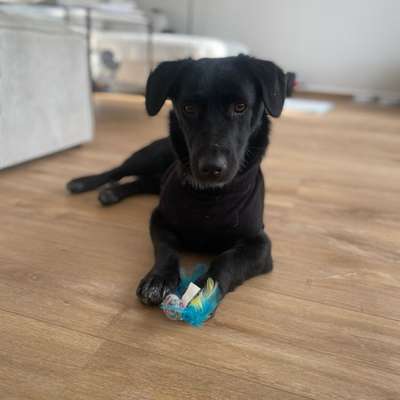 Hundetreffen-Gassi und Spielen-Bild