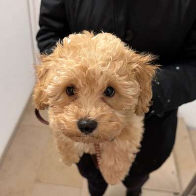 Hundetreffen-Welpentreff🐾-Bild