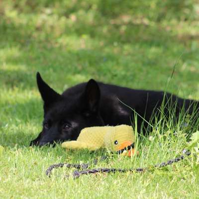 Hundetreffen-Gassirunde mit Welpen-Bild