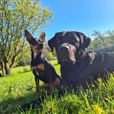 Hundetreffen-Zwergpinscher treff-Bild