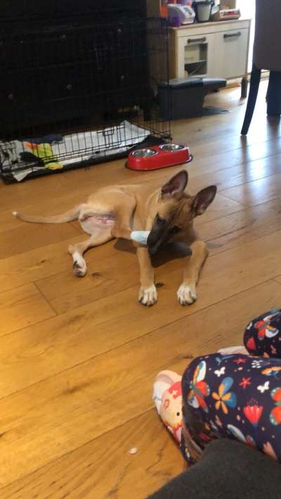 Podenco/Mischlinge hier? :-)-Beitrag-Bild