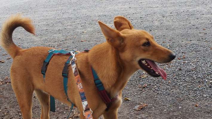 Podenco/Mischlinge hier? :-)-Beitrag-Bild