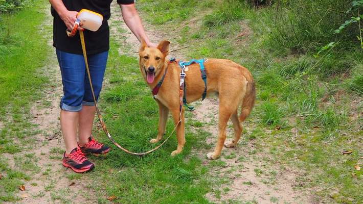 Podenco/Mischlinge hier? :-)-Beitrag-Bild