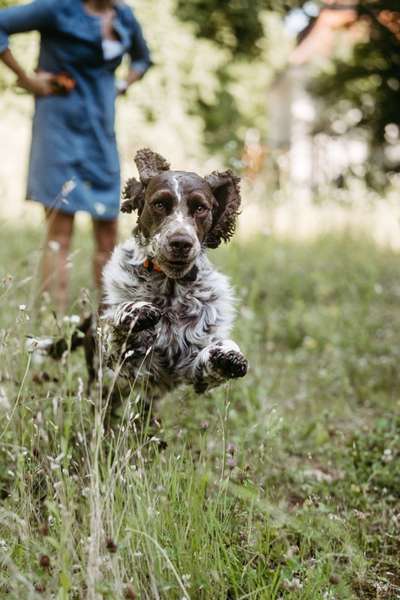 Englisch Springer Spaniel-Beitrag-Bild