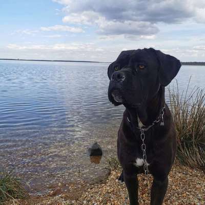 Cane corso-Beitrag-Bild