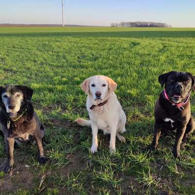 Hundetreffen-Gassi-Runde in Zeitz und Umgebung