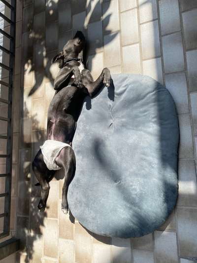 Zeigt mir die lustigsten Schlafpositionen eurer Fellnasen-Beitrag-Bild