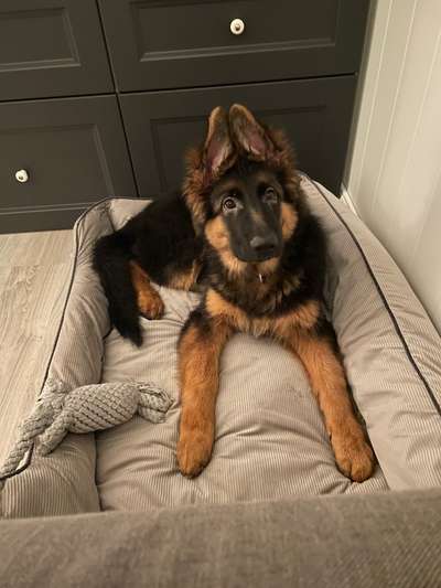 Dogorama Photo Challenge - Hundeblick zum hinschmelzen-Beitrag-Bild