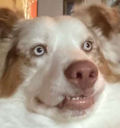 Hier ist der Spaßthread. Zum Schmunzeln und Kaputtlachen-Beitrag-Bild