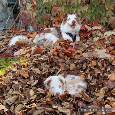 Welpenfotos-Beitrag-Bild