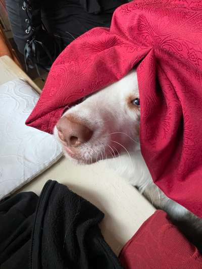 Dogorama Photo Challenge - Hundeblick zum hinschmelzen-Beitrag-Bild