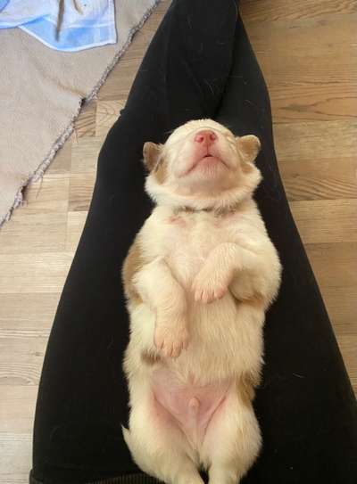 Welpen Bilder !-Beitrag-Bild