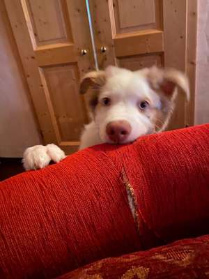 Lustigsten Grimassen von euren Hunden-Beitrag-Bild