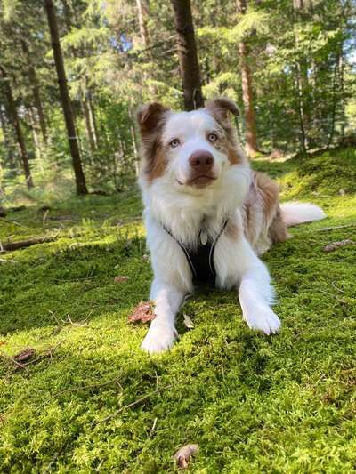 Die Dogorama Wochen Challenge-Beitrag-Bild