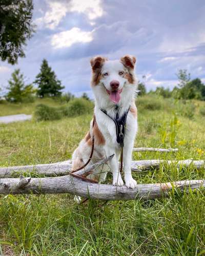 Die Dogorama Kalender Challenge 4/4-Beitrag-Bild