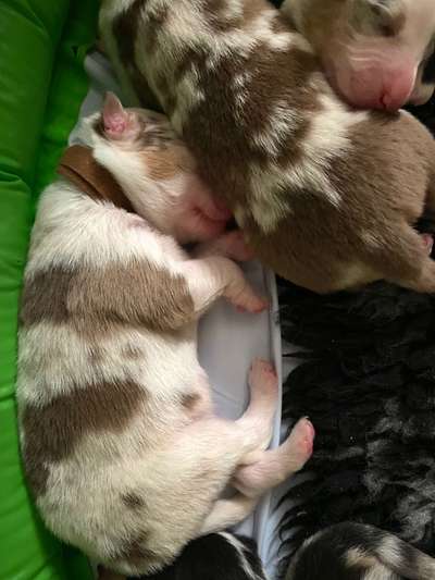 Welpen Bilder !-Beitrag-Bild