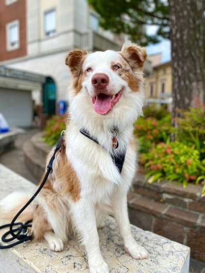 Dogorama Photo Challenge - Tierischer Urlaub-Beitrag-Bild