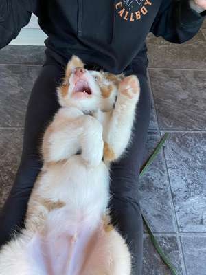 Lustigsten Grimassen von euren Hunden-Beitrag-Bild