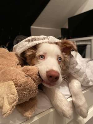 Lustigsten Grimassen von euren Hunden-Beitrag-Bild